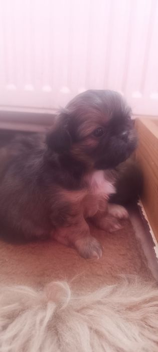 Пекинезчета родени на 12 февруари