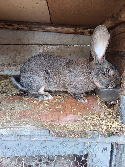 Vând mascul Uriaș German