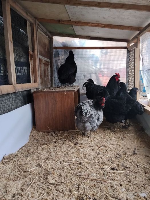 Jersi tovuq horozla sotiladi