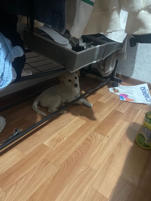 Маленький щенок в добрые руки
