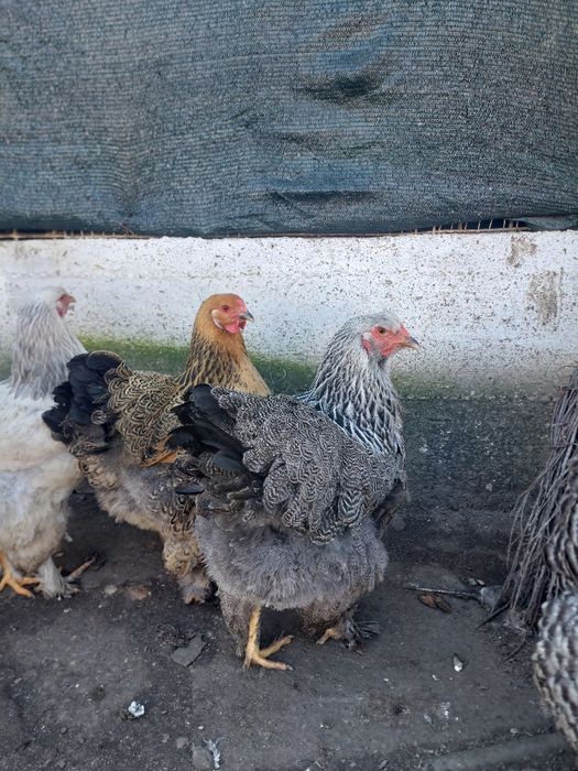 Brahma de vanzare și oua