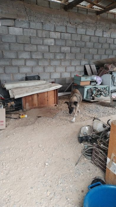 Щенки 1,5 месяца