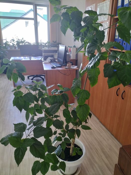 Продадим китайскую розу 5 тыс тенге район Автоуправления