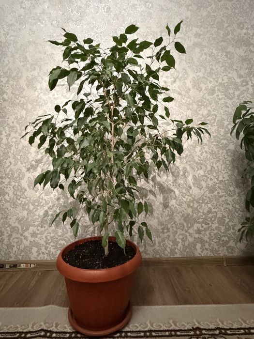 Комнатные растения