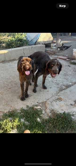 Женски дратхаар 2г