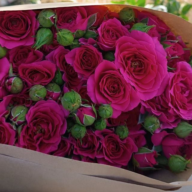 Oʻta gʻoʻzal atirgul kochatlari mavjud