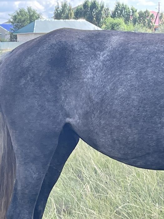 Жылқы дөнен сатылады 1 туған