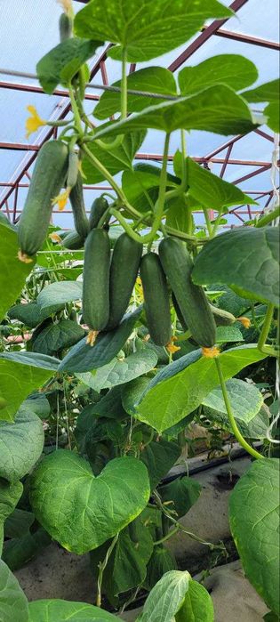 Продам теплицу в Рудном рассмотрю варианты