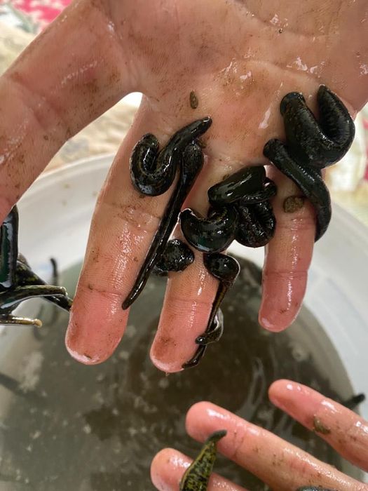 активные   пиявки