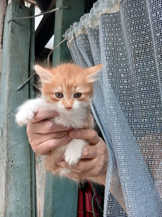 Котяиа крысоловы .