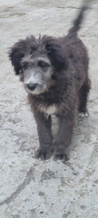 Dau spre adopție catel talie medie
