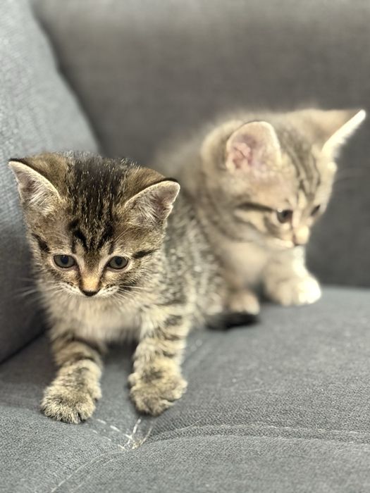 Отдам котят в добрые руки