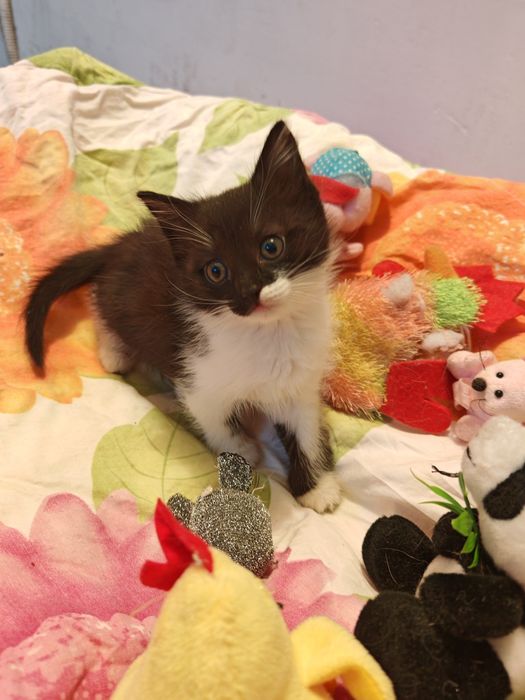 Отдам котёнка в добрые руки