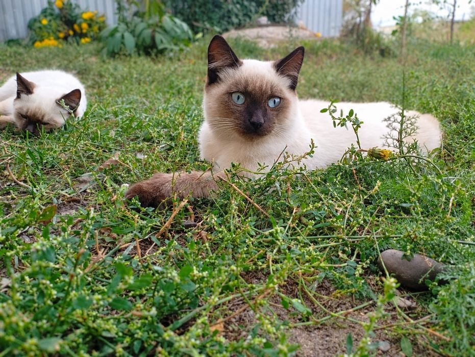 Котята мальчики   3 месяца