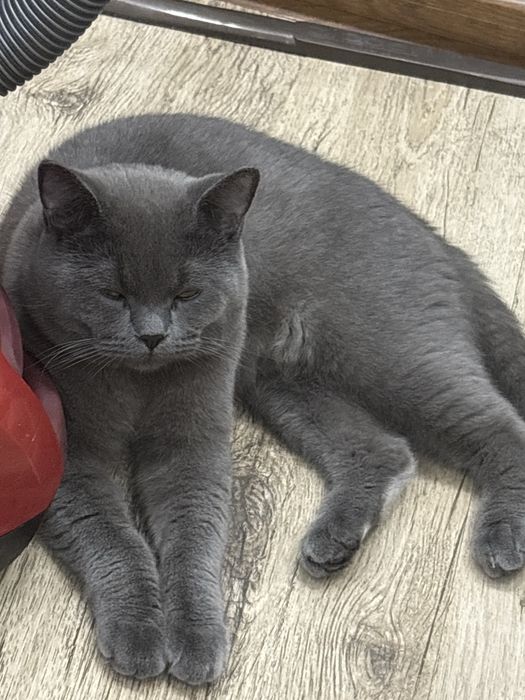 Мушукчалар сотаман