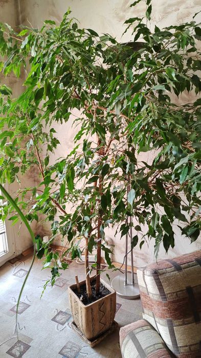 Мебели за хол и градина в отлично състояние