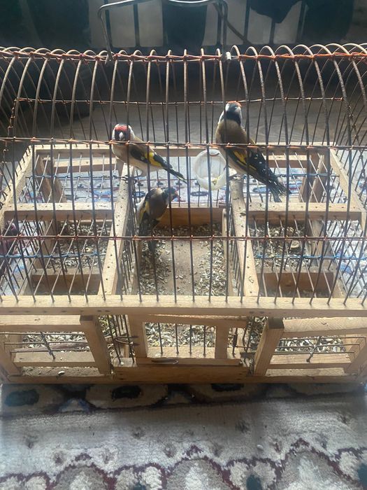 Щегол чёрный 6000