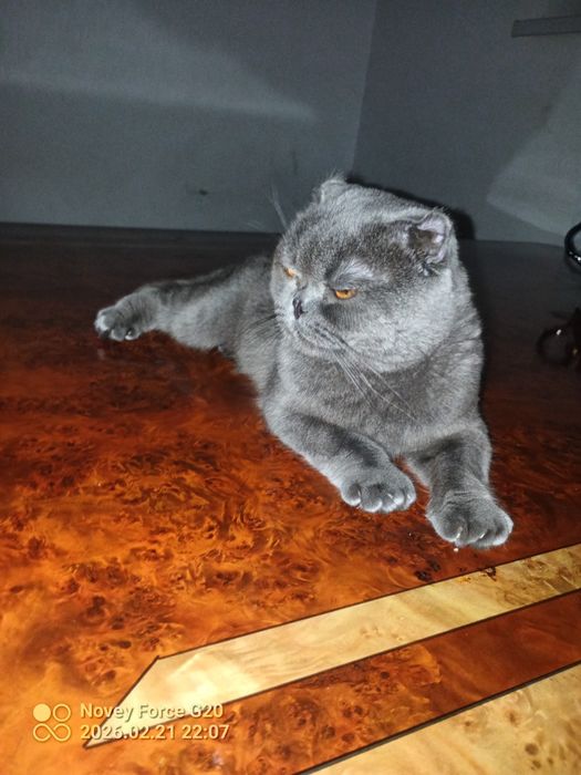 Muwuk parodali juda aqlli