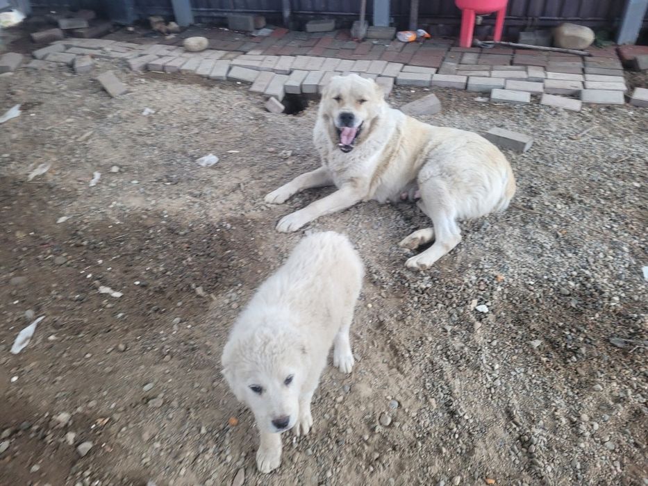 Отдам шенка девочку мама сзади