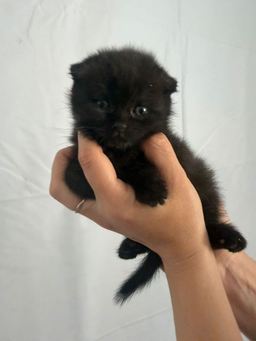 Продам шотландского котенка