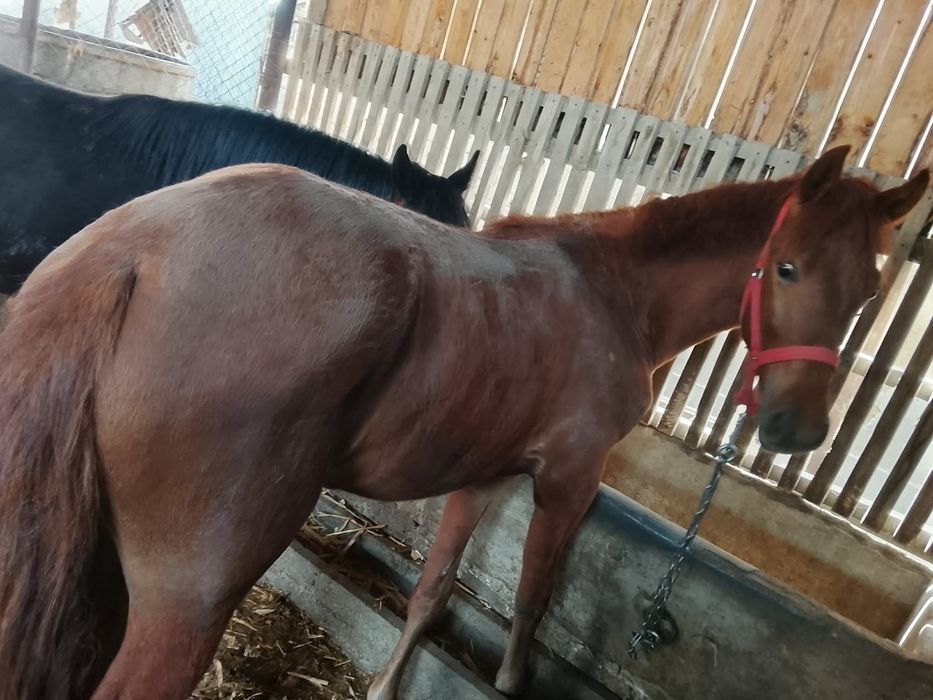 Vând mânză de 10 luni