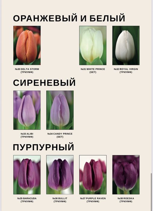 Тюльпаны пиновидные тюльпаны