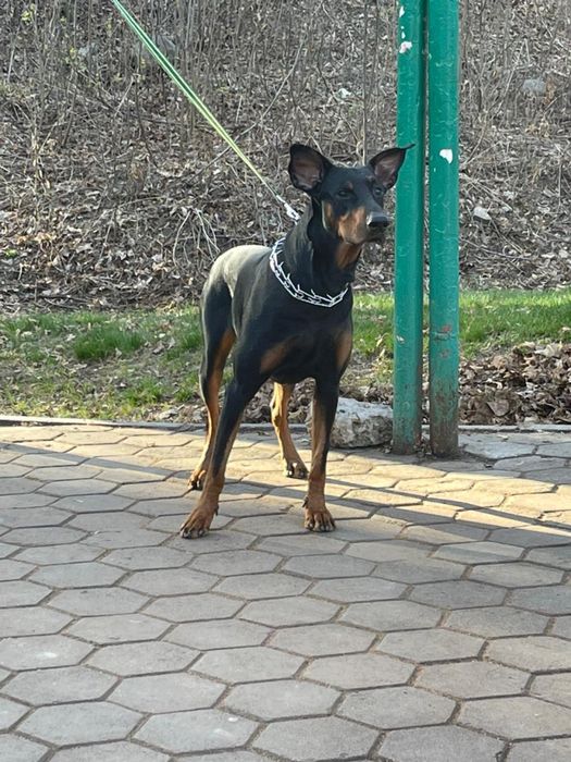 Доберман ищет подругу