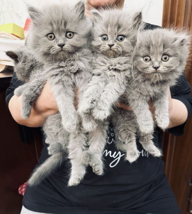 Scottish fold va strait
