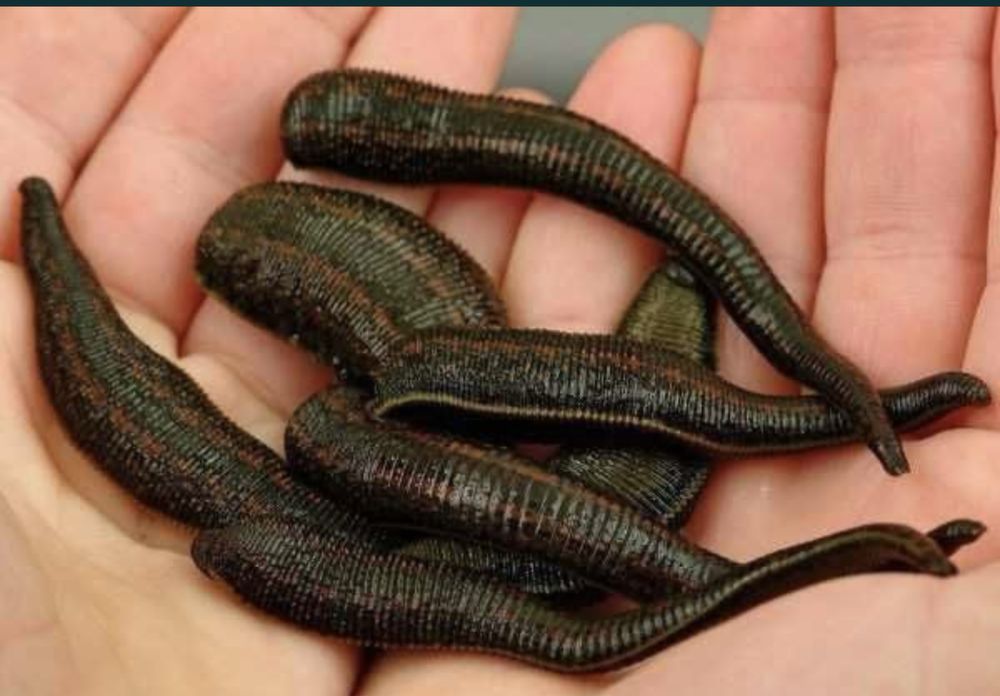 Пиявки оптом и в розницу