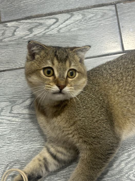 Shatlanskiy shinshila mushuk o’gil bola