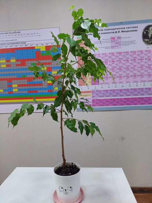 Продам фикус-бенджамин, 70 см