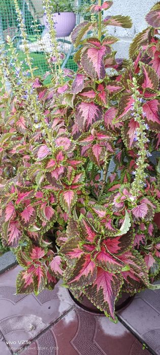 Продам колеус отростки