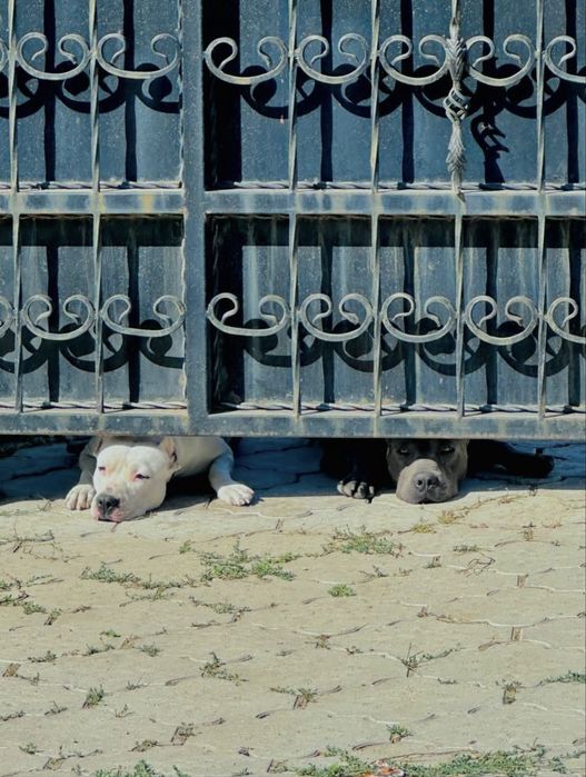 Питбуль щенок продается