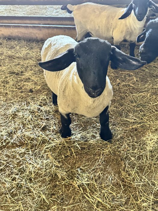 Berbecuti suffolk de vanzare