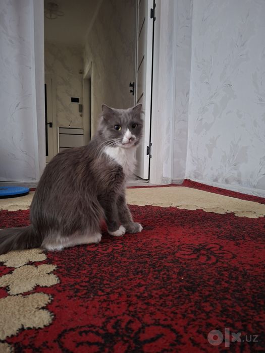 Киз бола  мушук боллари хам бор