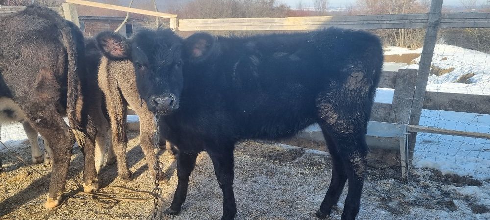 Angus junincă 1 an și vițea de 7 luni