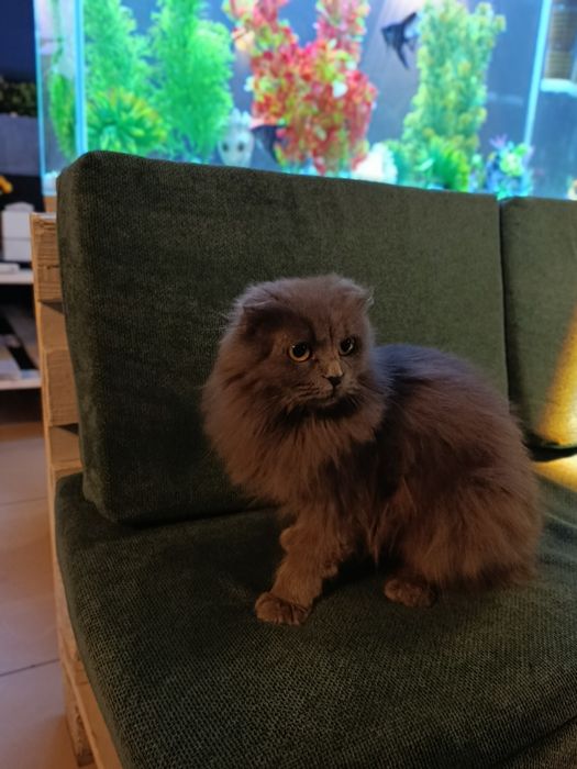 Продается кошка девочка Хайленд фолд