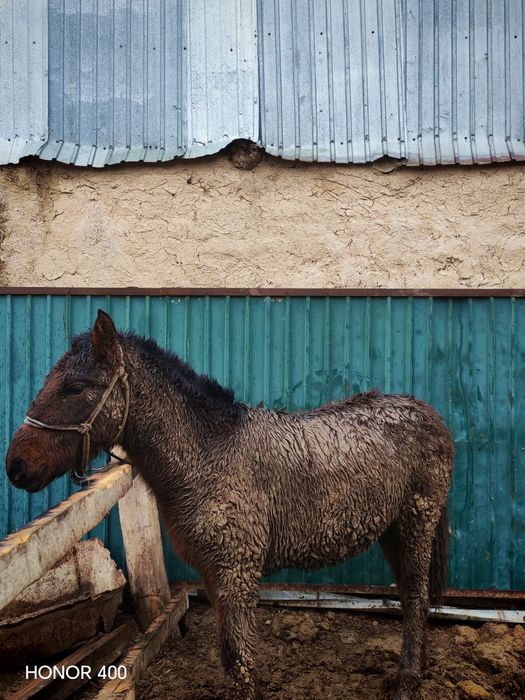 Тай сатылады Бағылған 1.5ай