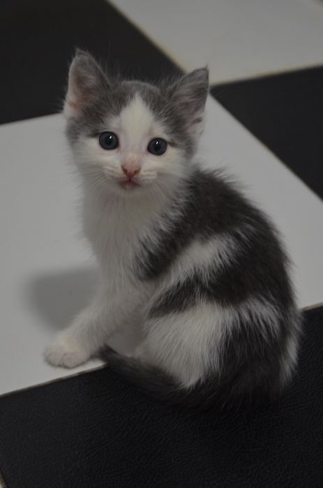 Отдам котёнка в добрые руки