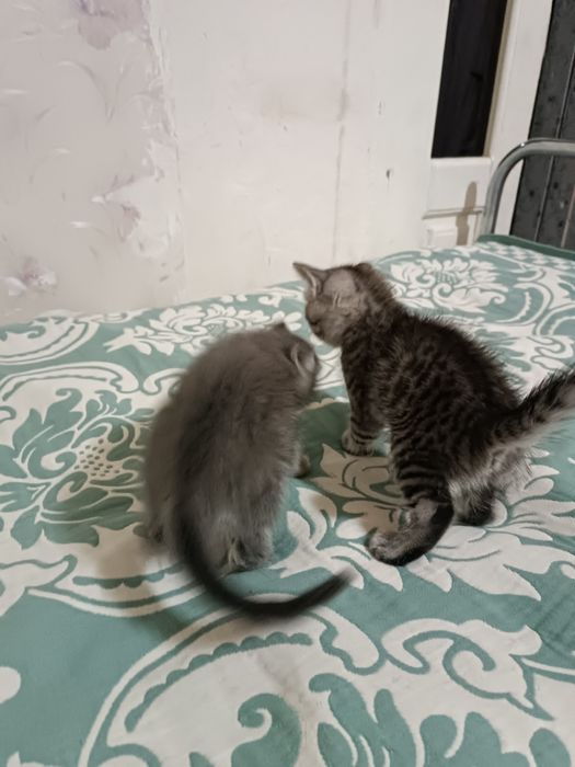 Милые котята домашние