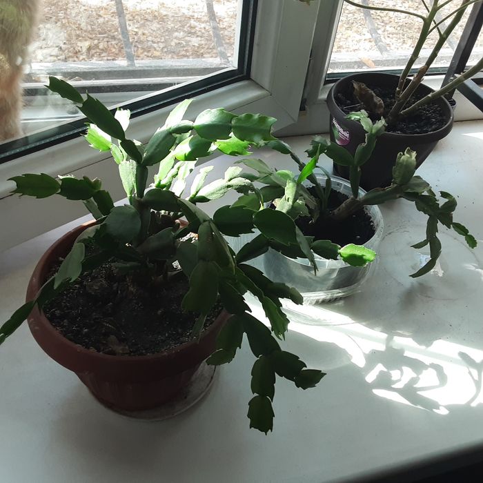 Комнатные цветы, алое