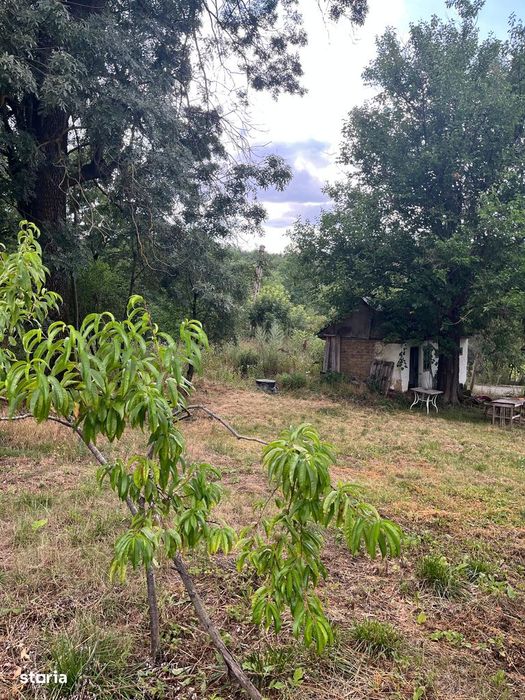 Teren 6032 mp Intravilan, curent, apă, livadă