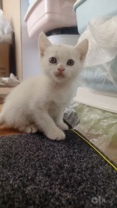 Продается котята