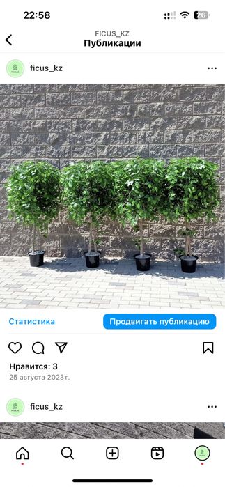 Искусственные деревья ,фикусы