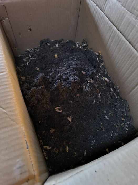 Восковая моль Продам ПЖВМ Огнёвка