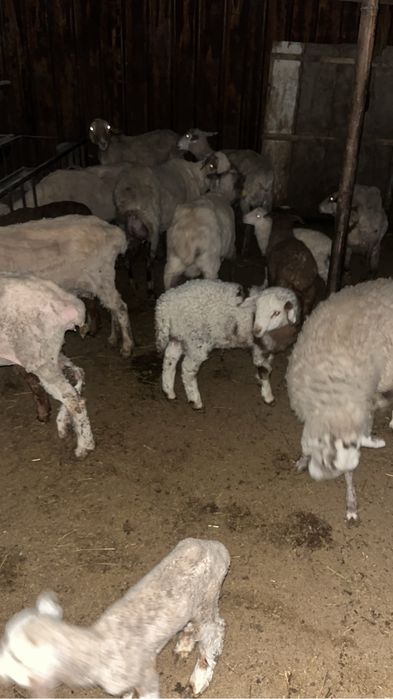 Козды кой сатылады 9бас