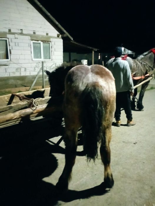 De vânzare mânz de șapte luni