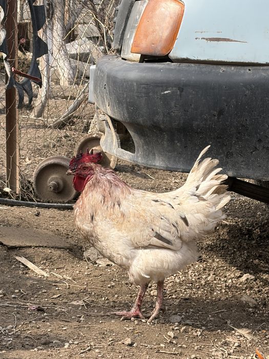 2 Қораз сатылады