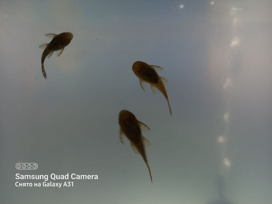 Продаю  анцитрусов.