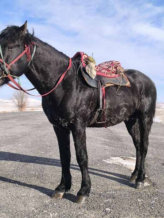 Айгыр мощный! дерзкий